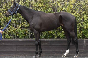 馬体のコンディション