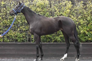 馬体のコンディション