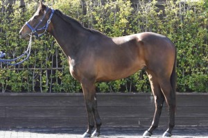 馬体のコンディション