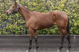 馬体のコンディション