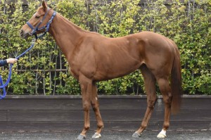 馬体のコンディション