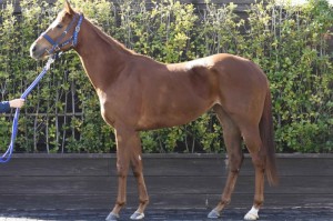 馬体のコンディション