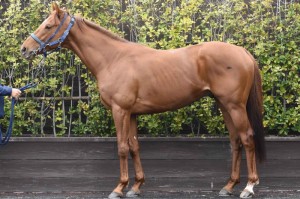 馬体のコンディション