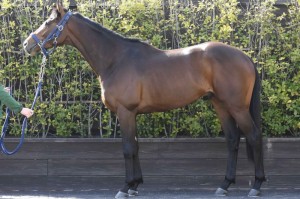 馬体のコンディション