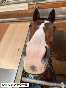 ショウナンラウール2