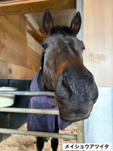 メイショウアツイタ3