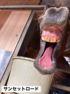 サンセットロード8