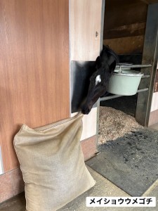 メイショウウメゴチ2