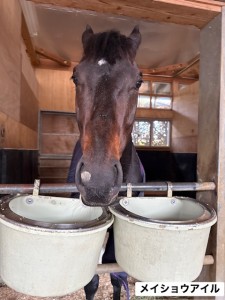 メイショウアイル2