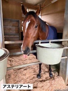 アステリアート14