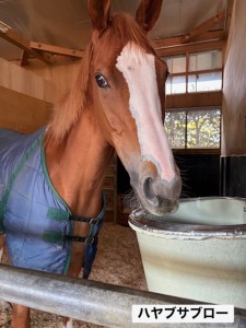 ハヤブサブロー4