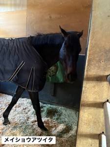 メイショウアツイタ2