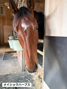 メイショウハーブス3