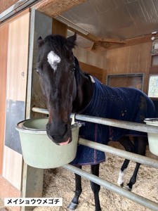 メイショウウメゴチ3