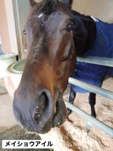 メイショウアイル