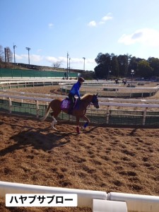 ハヤブサブロー