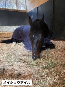 メイショウアイル3