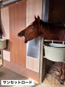 サンセットロード13