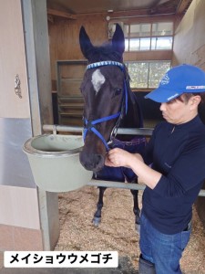 メイショウウメゴチ