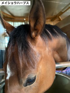 メイショウハーブス2