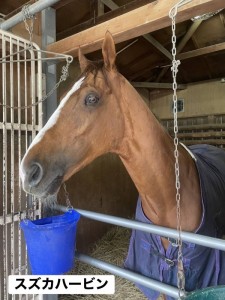 スズカハービン