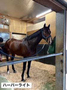 ハーバーライト2