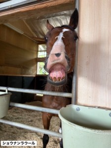 ショウナンラウール